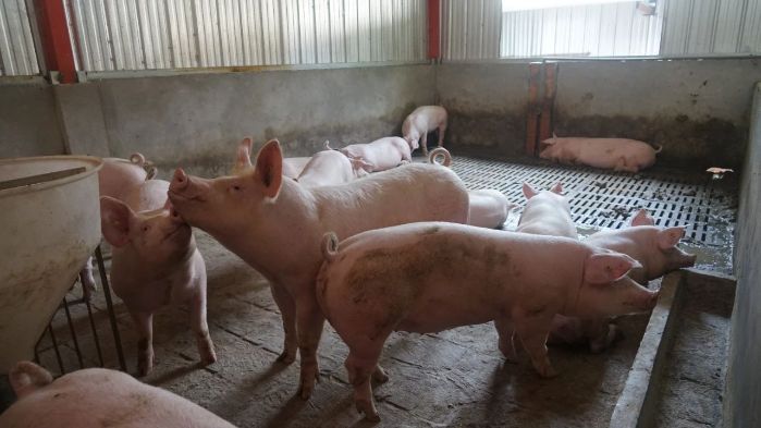 806f9cc2aa3994a859fc590c76034952