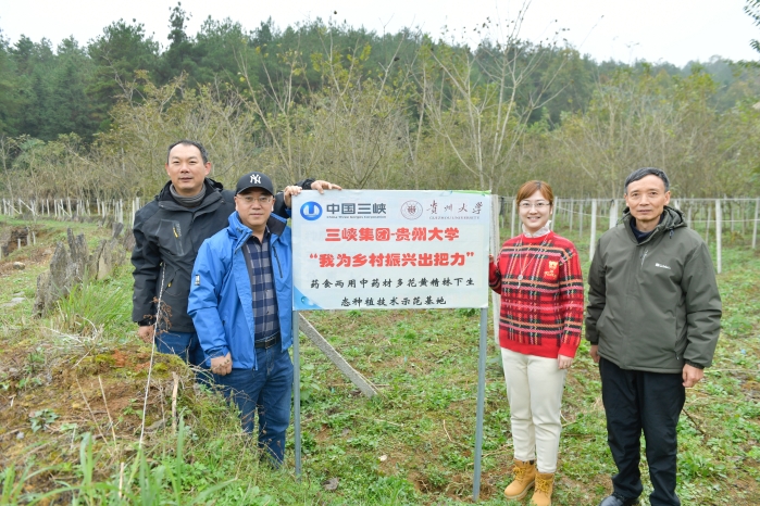 松桃县黄精种植基地 2