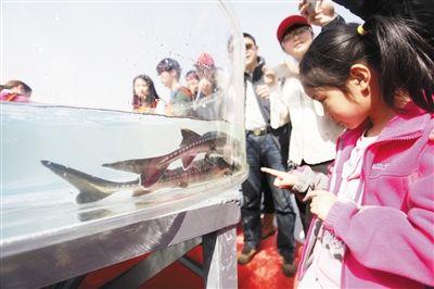 安徽商报： 三峡放流中华鲟月底进入安徽 ...