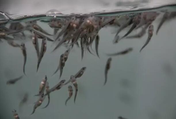 难产？无后？---危机